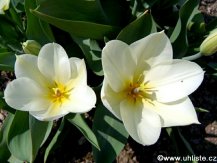 tulipa_white_01.jpg