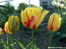 tulipa_texas_flame_01.jpg